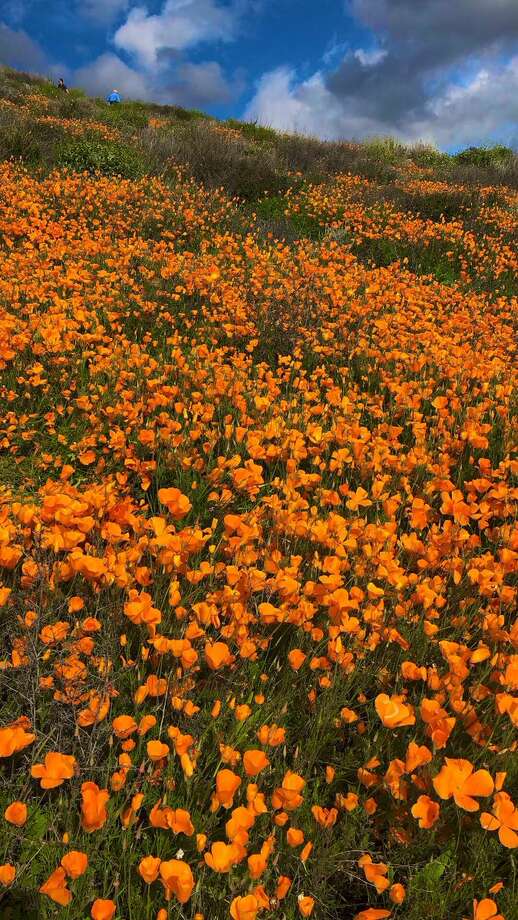 Where to see the next superbloom in California - SFGate