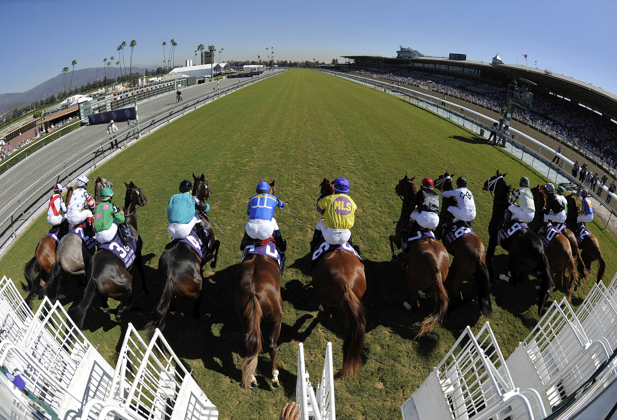 Source 21st Horse Dies At Santa Anita Racetrack