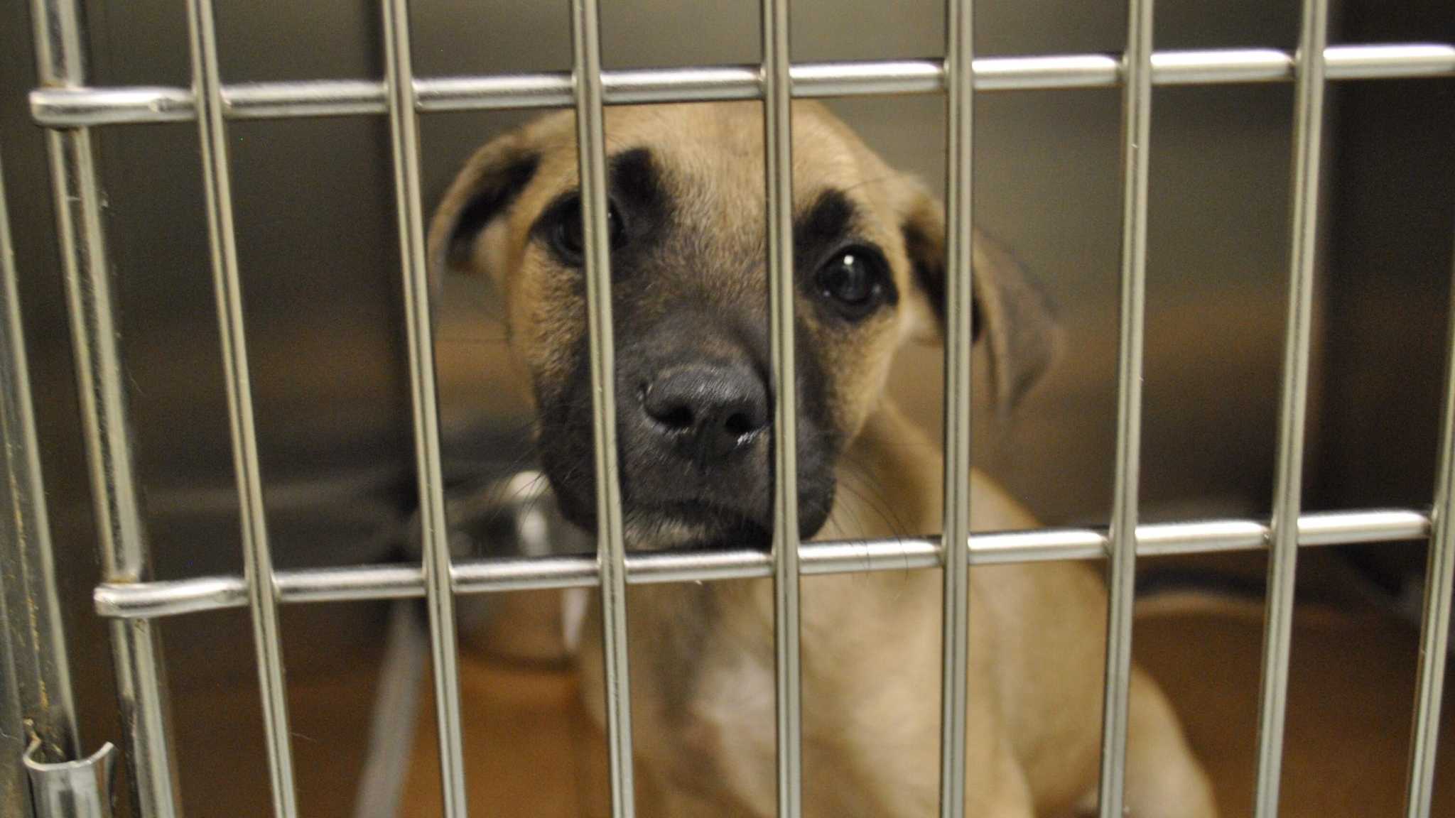 Crowded Pasadena animal shelter waives adoption fees through Friday