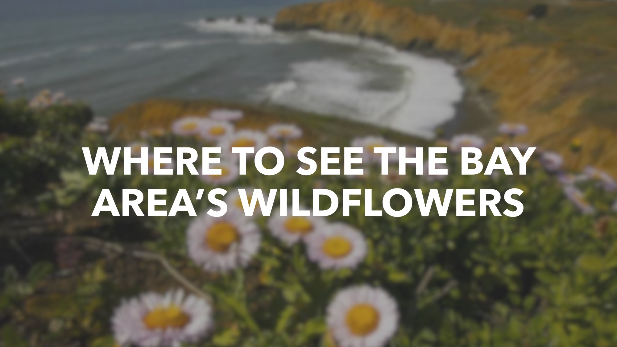 Where to see the Bay Area's wildflowers