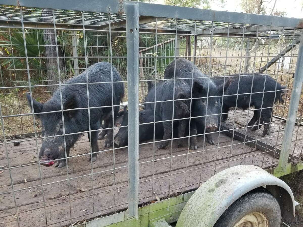 Horelica caught this group of 7 wild hogs in the Royal Shores subdivision in Kingwood in Dec.