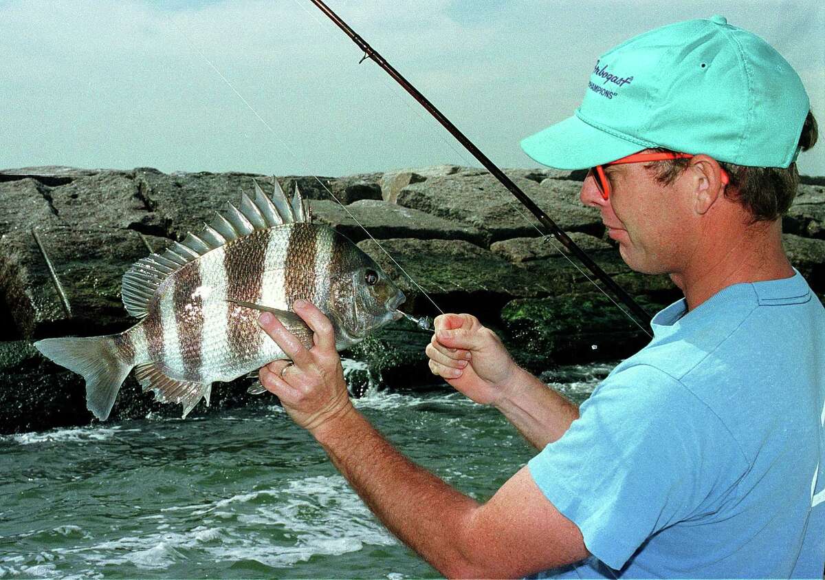 A peeled shrimp free-lined or drifted under a cork along barnacle-encrusted jetties can be a productive tactic for anglers looking to connect with tasty sheepshead as the mollusk-munching fish concentrate around bay/Gulf passes during their annual spawning season.