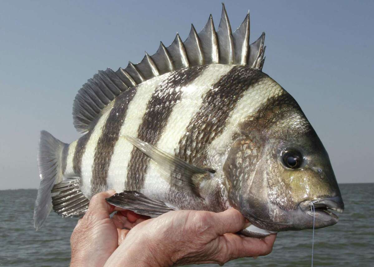March marks a prime month for targeting sheepshead along the Texas coast as the fish concentrate in and around bay passes for their annual spawning season which continues into April.