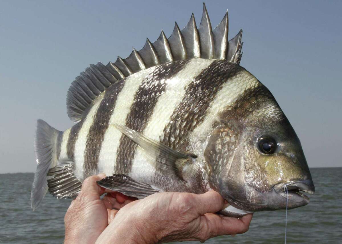 photos of sheepshead fish