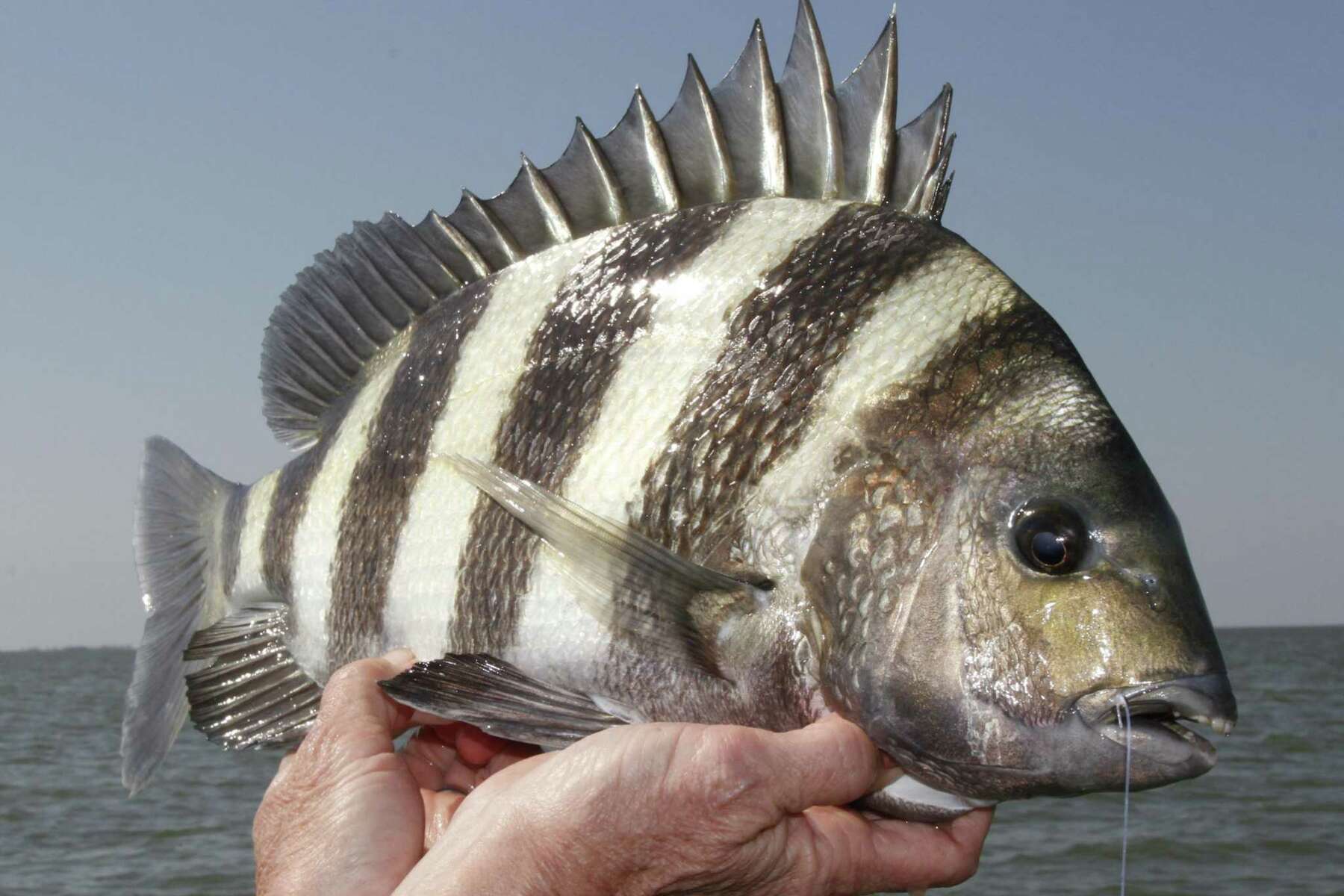 Now is the time to round up sheepshead