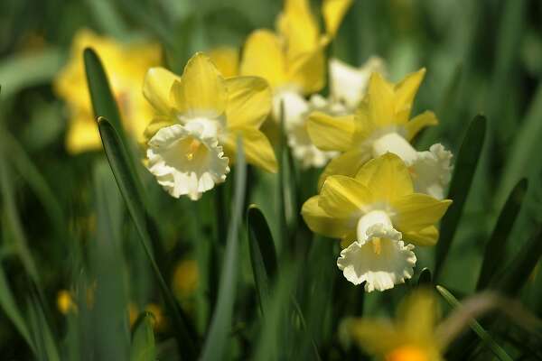 More Interesting Than Food Narcissus >> Can I Get My Daffodils To Rebloom Yes Here S How Sfchronicle Com More Interesting Than Food Narcissus >> Can I Get My Daffodils To Rebloom Yes Here S How Sfchronicle Com