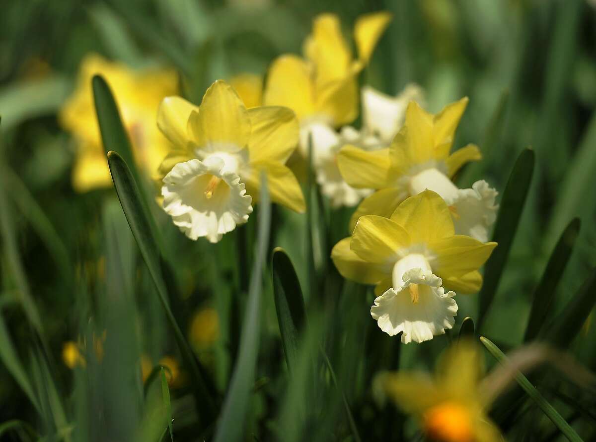 Can I get my daffodils to rebloom? Yes, here’s how.