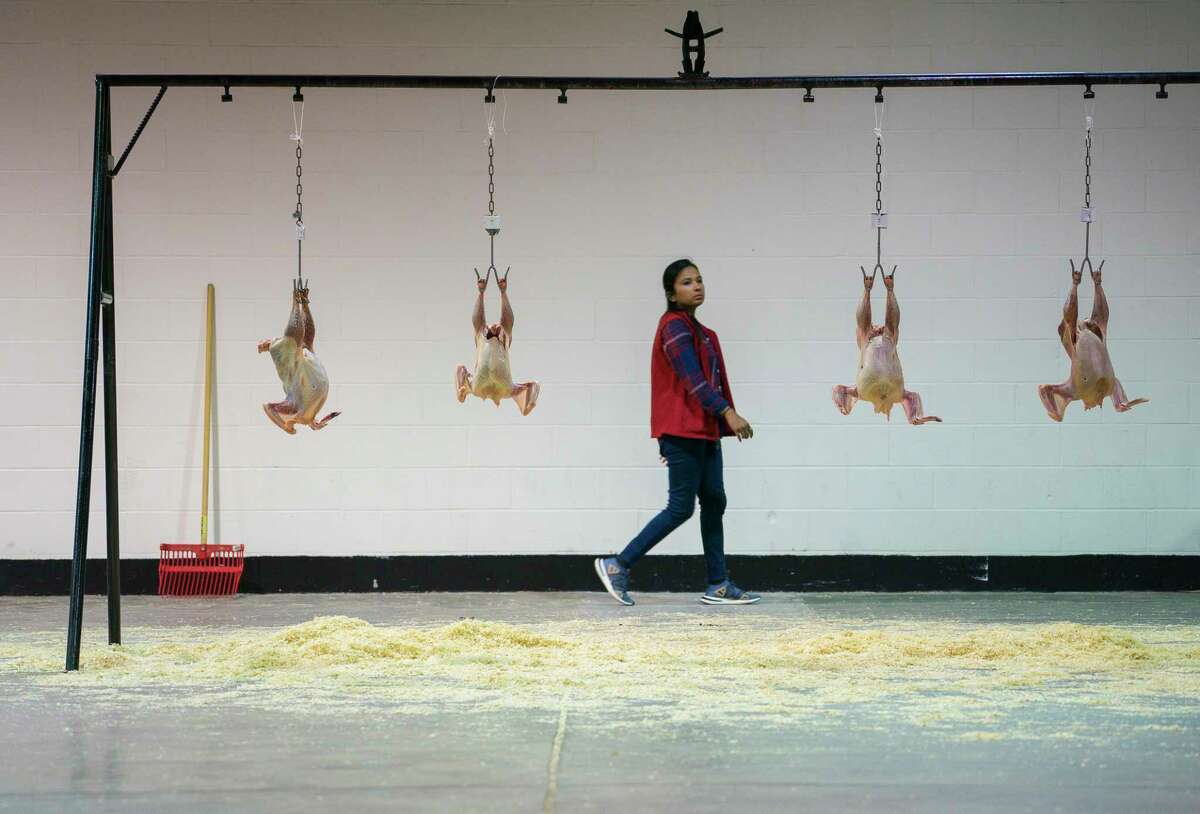 Chicken carcasses hang after being graded on their quality by agricultural students during a poultry judging competition inside the NRG Arena during the Houston Livestock Show and Rodeo at NRG Park, Wednesday, March 6, 2019. Students look for defects, evaluating the poultry products and assigning USDA grades.