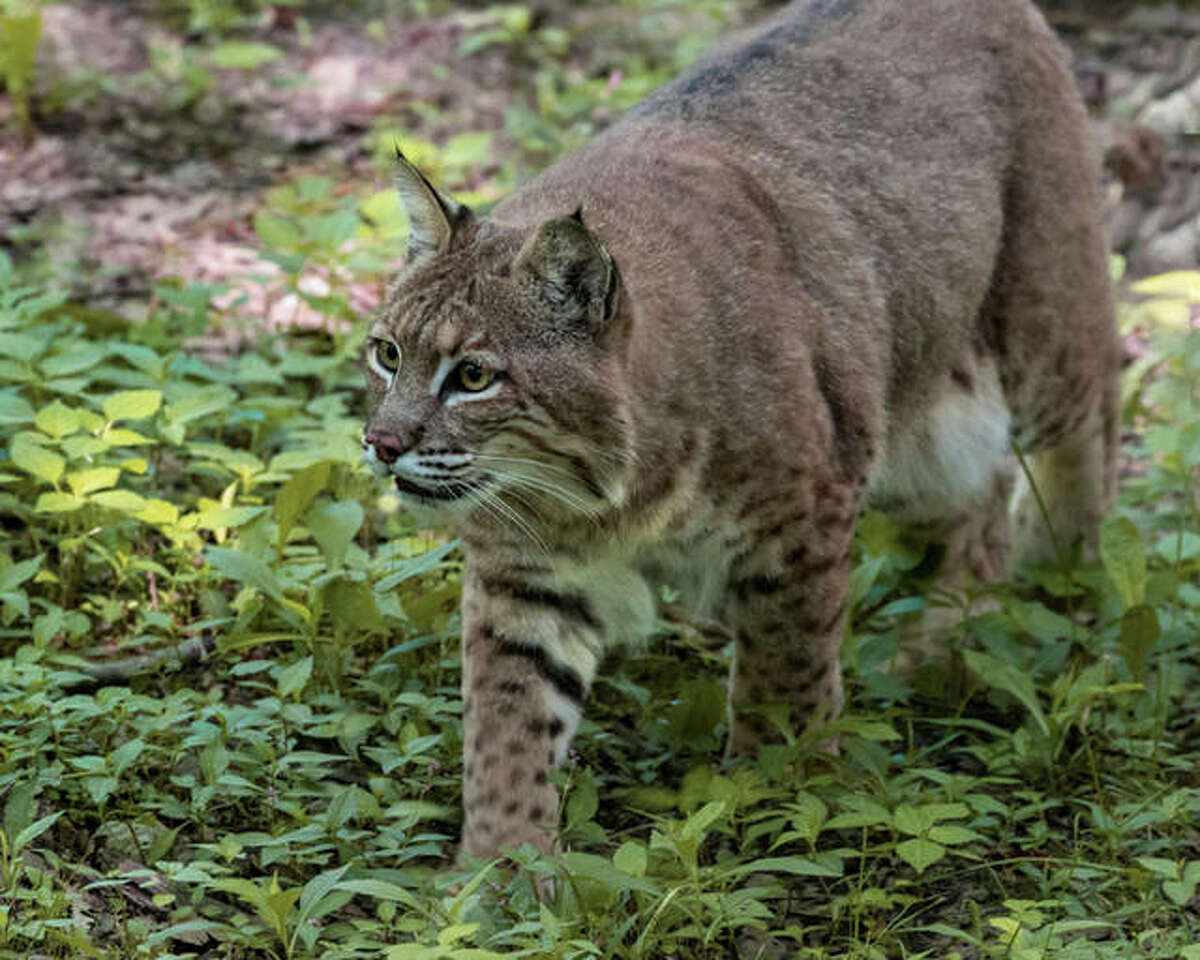 NJDEP Division of Fish & Wildlife - March 2003 Species of the Month - Bobcat