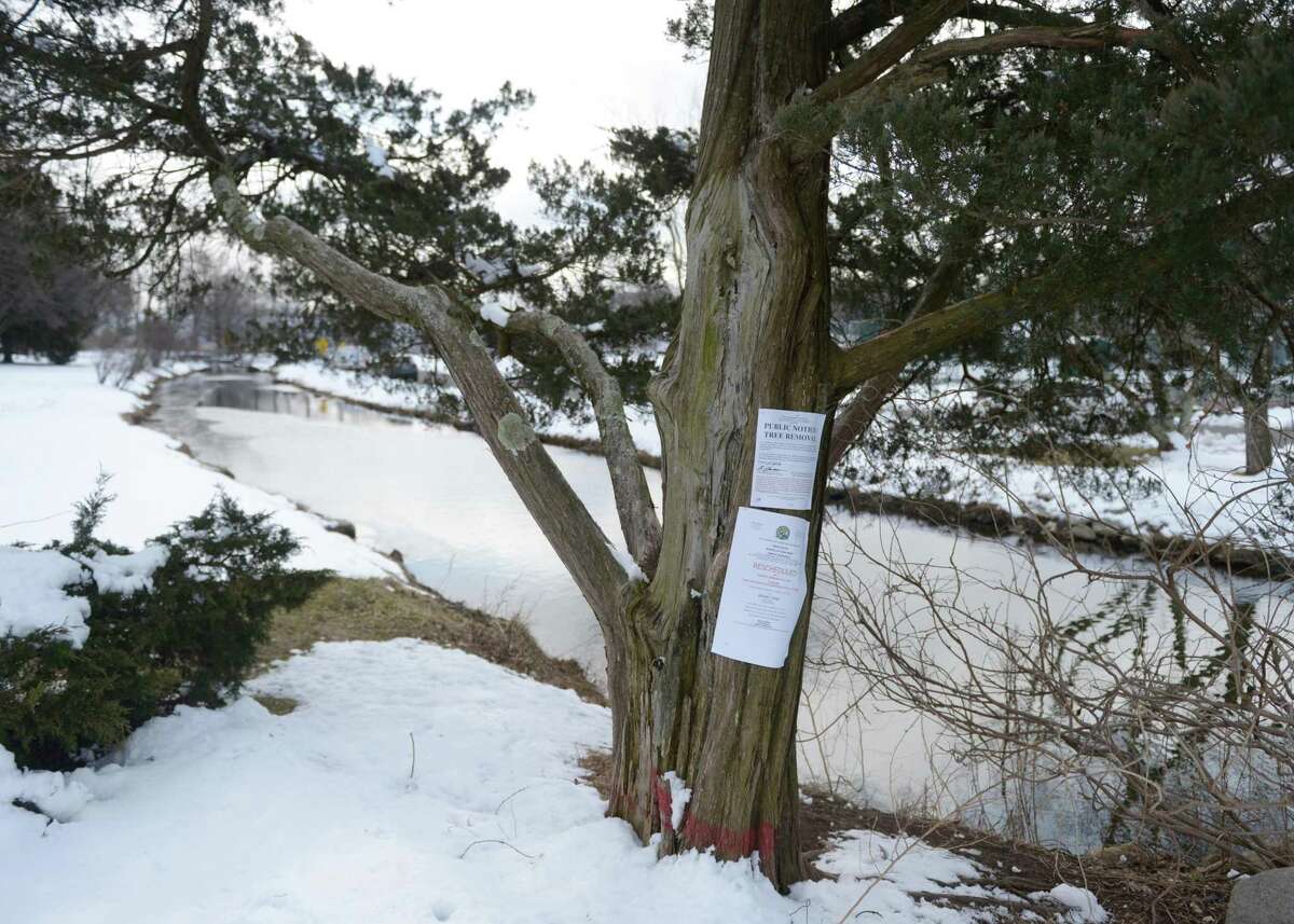 A tree scheduled for removal at Binney Park in Old Greenwich Wednesday.