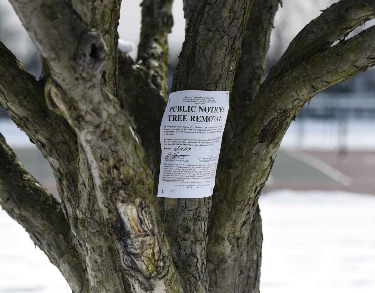 A tree is scheduled for removal at Binney Park in Old Greenwich, Conn. Wednesday, March 6, 2019. Twenty trees were approved for removal from Binney Park and will be removed and replaced with species tolerant of a wet environment over the next two to three years.