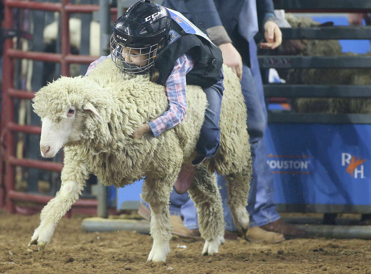 A fistful of wool Mutton busters hang on for dear life to earn rodeo