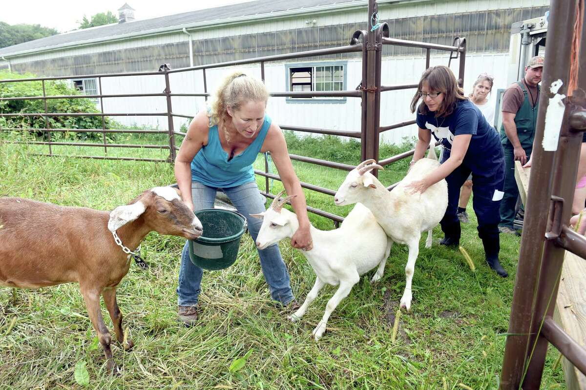 Kathleen Schurman (center), owner of Locket's Meadow Farm, and Annie Hornish, Connectictut State Director of the Humane Society of the United States, attempt to corral 13 goats into a pen at Locket's Meadow Farm in Bethany on 8/25/2015.