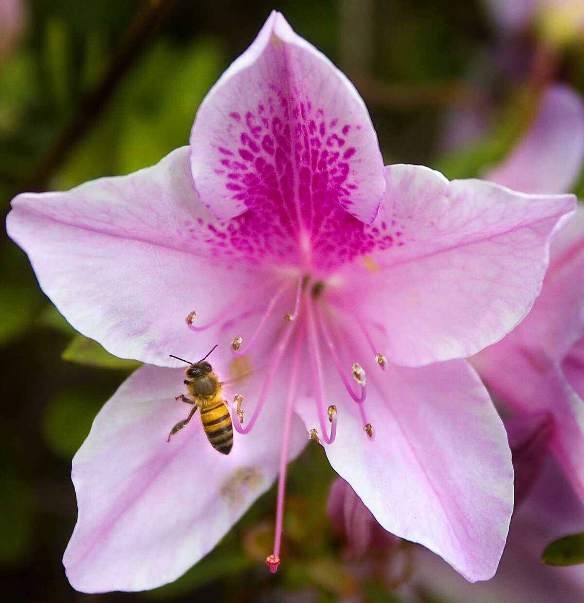 A bee looks for pollen on a George Tabor azalea at Bayou Bend Gardens.