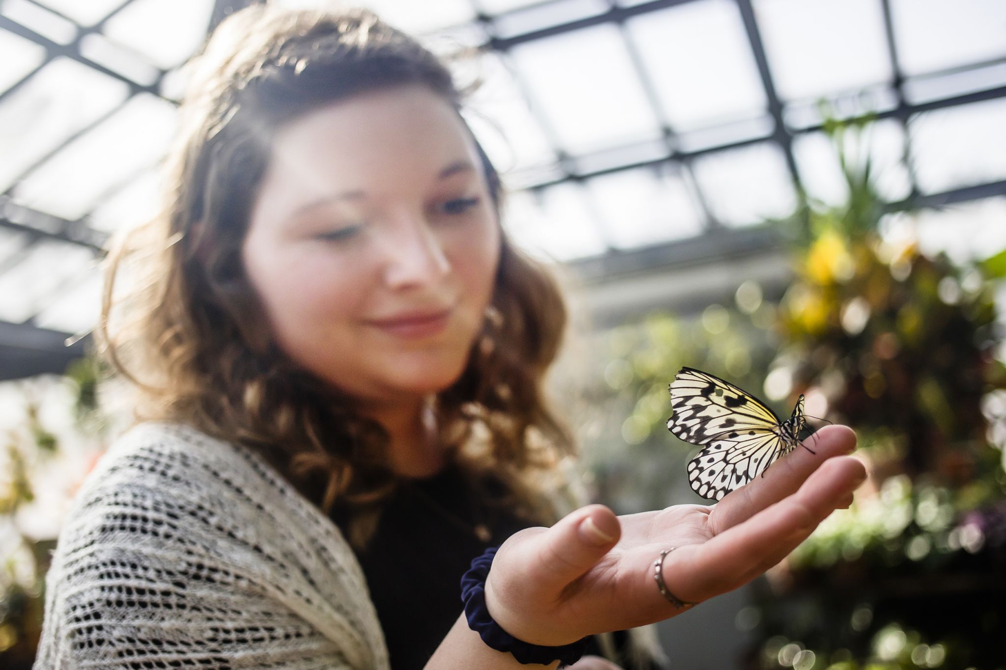 Dow Gardens butterfly house open to visitors March 7, 2019