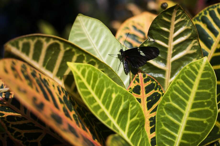Dow Gardens butterfly house open to visitors March 7, 2019 Midland