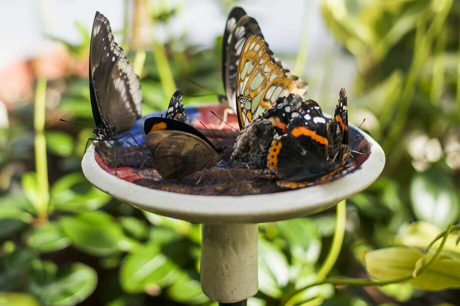 Dow Gardens butterfly house open to visitors March 7, 2019 Midland
