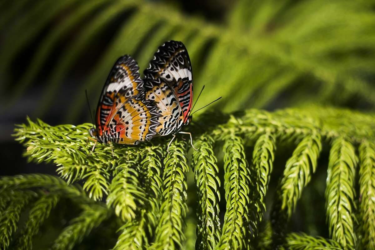 Dow Gardens butterfly house open to visitors March 7, 2019