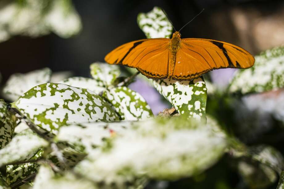 Dow Gardens butterfly house open to visitors March 7, 2019 Midland