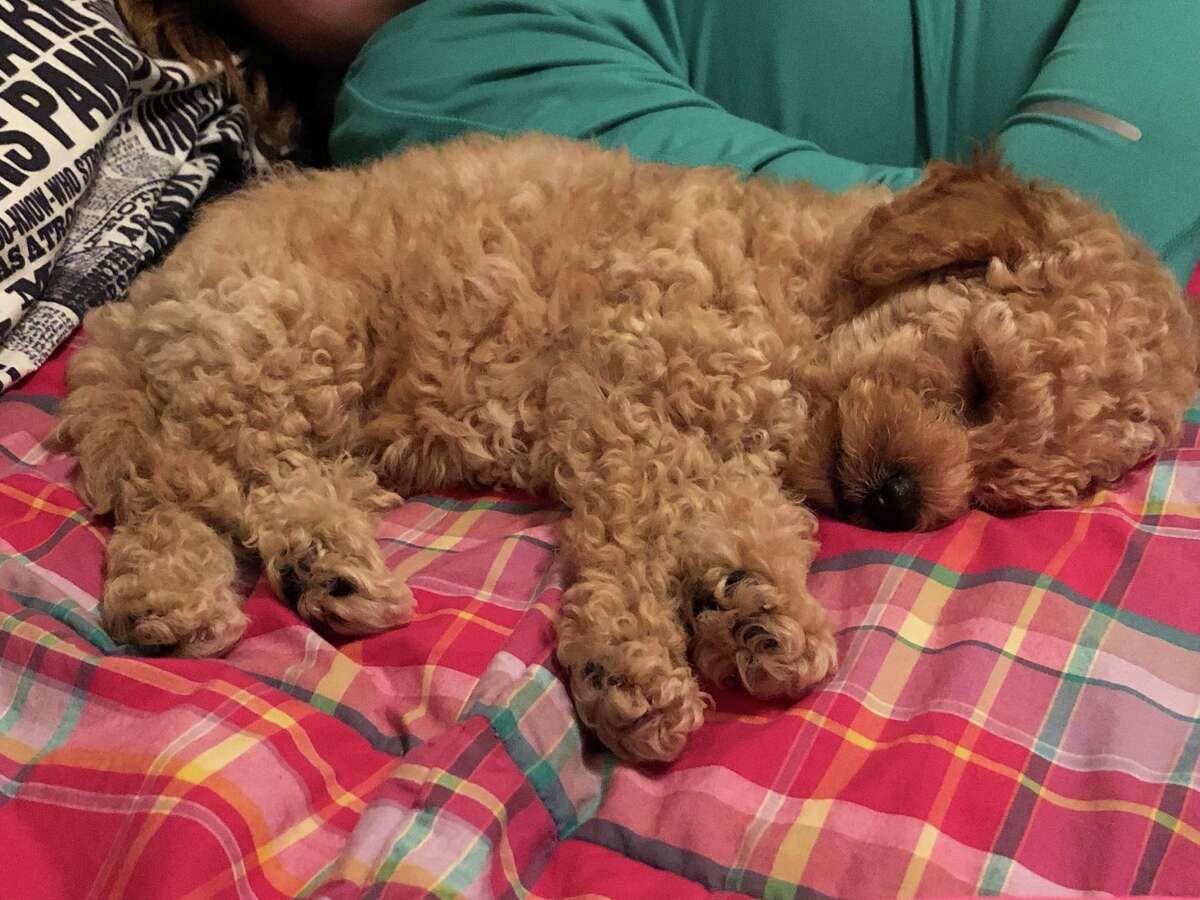 Where'S Watson: Houston Woman Offering $1K Reward After Thief Allegedly  Steals Puppy From Her Home