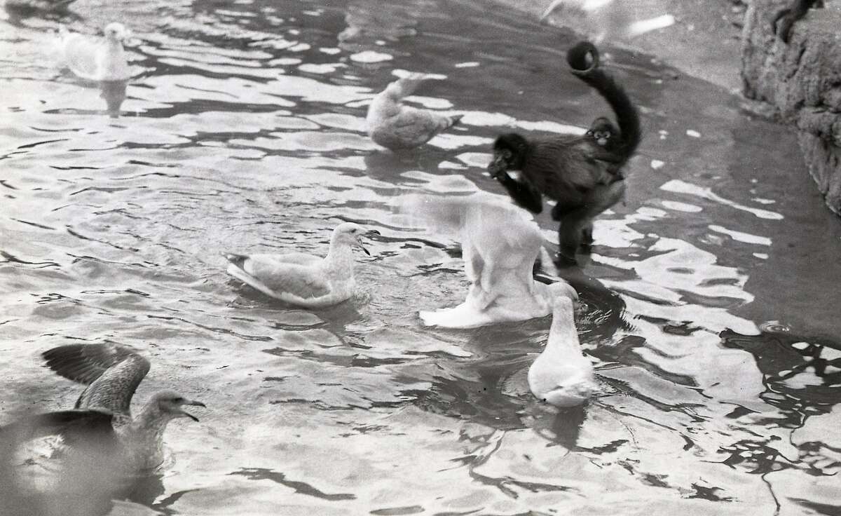 1974年11月24日，Fleishhacker动物园猴岛上的欢乐和游戏。蜘蛛猴和海鸥