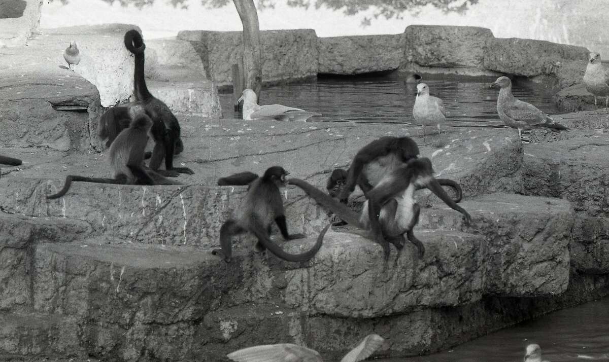 Fun and games on Monkey Island at Fleishhacker Zoo, November 24, 1974. Spider Monkeys and Sea Gulls
