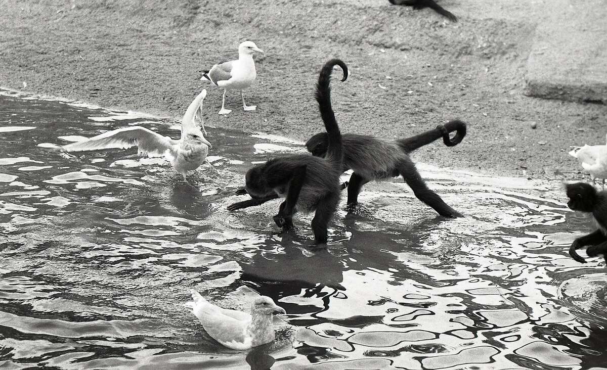 1974年11月24日，Fleishhacker动物园猴岛上的欢乐和游戏。蜘蛛猴和海鸥