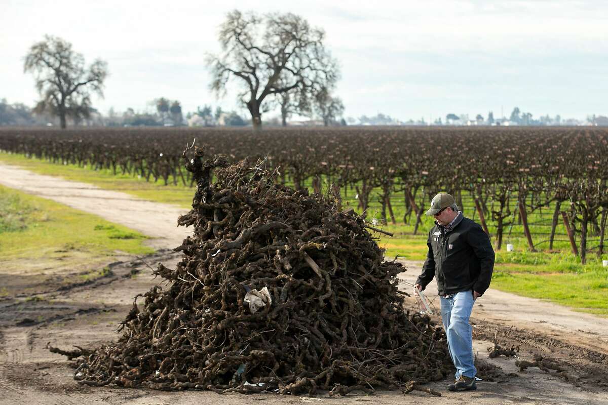 Kevin Phillips with the waste pile as he maintains the Bechthold Vineyard's cinsault vines on Wednesday, Feb. 20, 2019, in Lodi, Calif. In 2008, the Bechtholds handed over management of the Bechthold Vineyard to Phillips, vice president of operations of Michael David Winery.