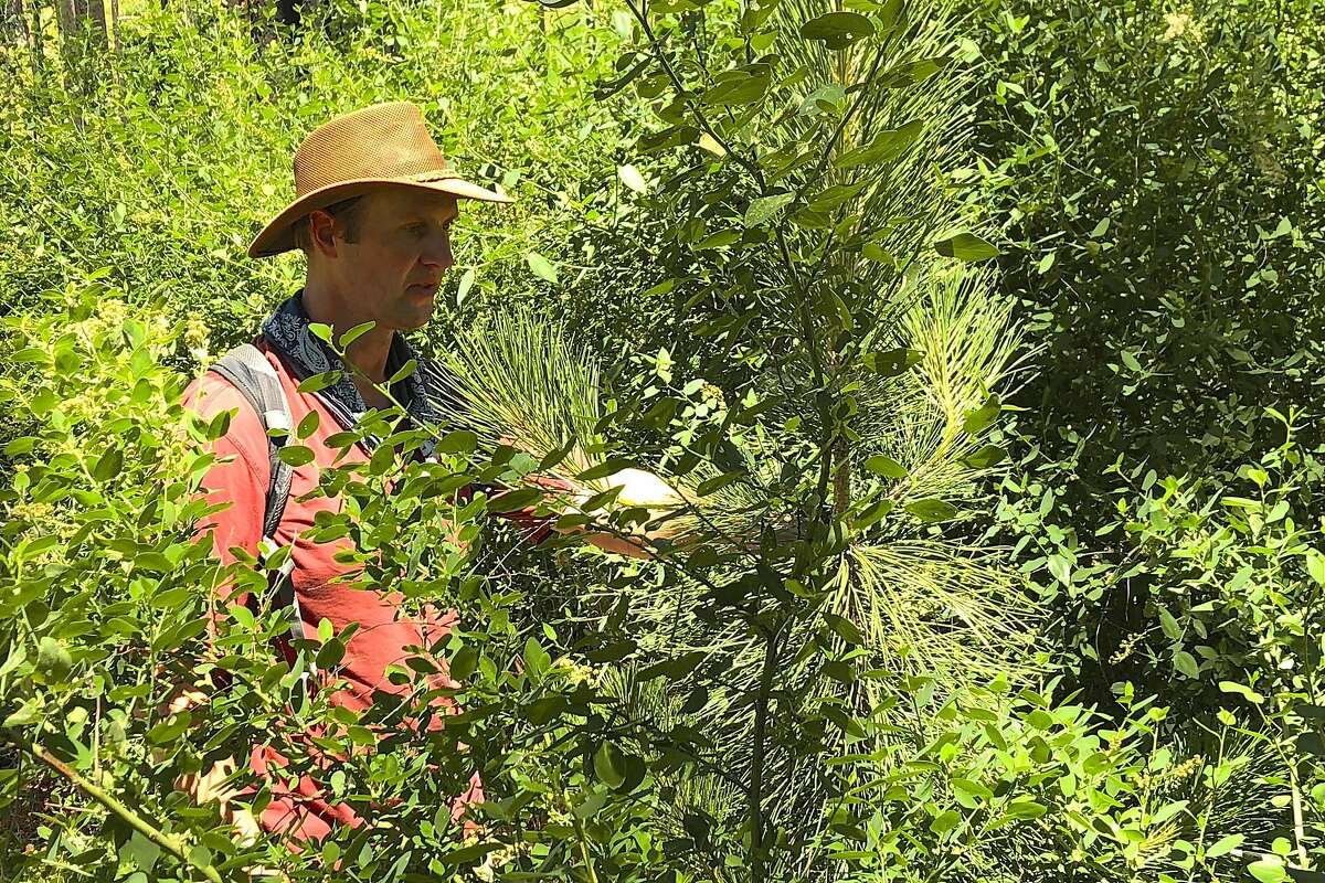 July 2018 -Chad Hanson conducting conifer regeneration surveys in a Rim Fire high-intensity fire patch in July of 2018, in the aftermath of the 2013 Stanislaus County fire.