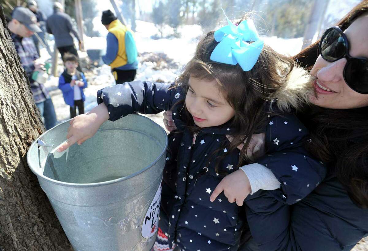 Maple Sugar Fest Sundays, Stamford This program gives individuals a chance to make their very own line of maple syrup from the more than 200 mature maple trees at the Stamford Museum & Nature Center on Sunday.  Find out more about the maple trees here. 