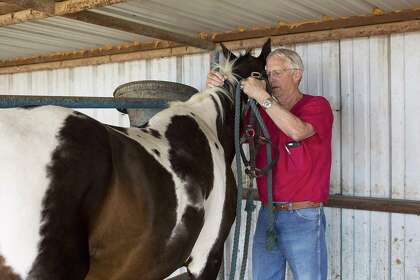 Why This Aggie Vet Supports A Veterinarian School At Texas Tech Opinion Houstonchronicle Com