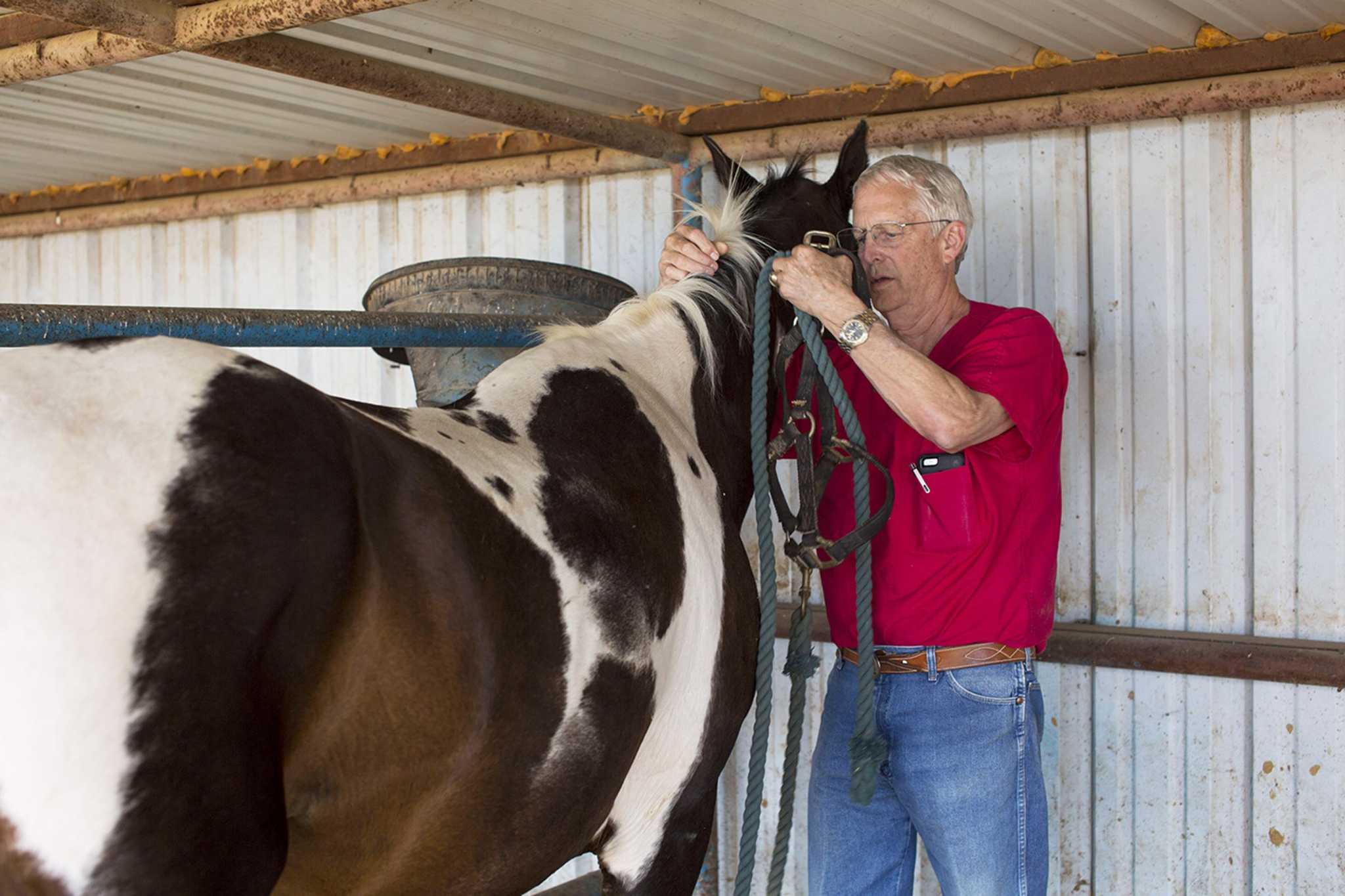 Why this Aggie vet supports a veterinarian school at Texas Tech [Opinion]