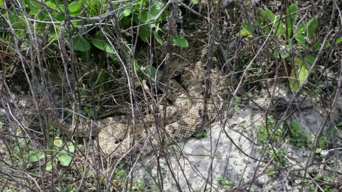 Two rattlesnakes were spotted "sunning themselves" within a few feet from the beach access trail, according to the Padre Island National Seashore.