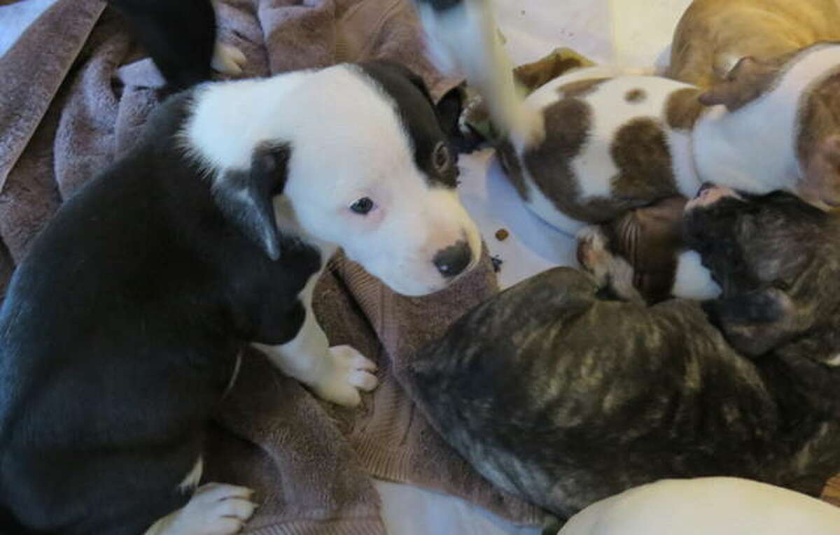 Four Muddy Paws teams up with Partners for Pets for the love of animals