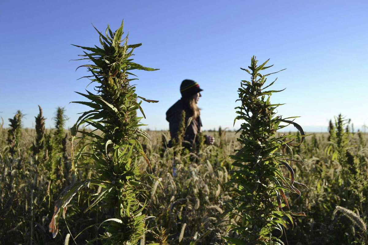 CT hemp farming plan clears first hurdle