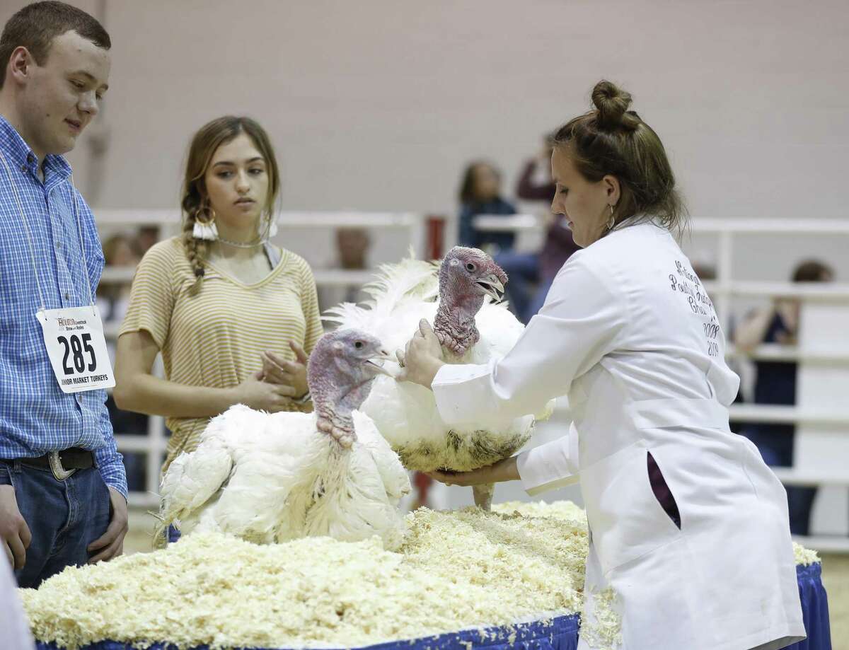 Poultry judge, Mallori Williams, looks over a turkey belonging to CAmden Mooney, 17, of St. Hedwig, during the Junior Market Poultry Champion Selection at the Houston Livestock Show and Rodeo at NRG Arena, Friday, March 8, 2019, in Houston.