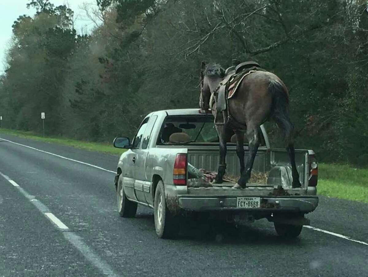 Driver who hauled horse in bed of pickup truck could face charges