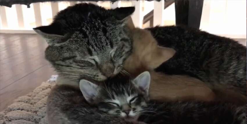 Persian Cats Rescue Buffalo Ny لم يسبق له مثيل الصور Tier3 Xyz
