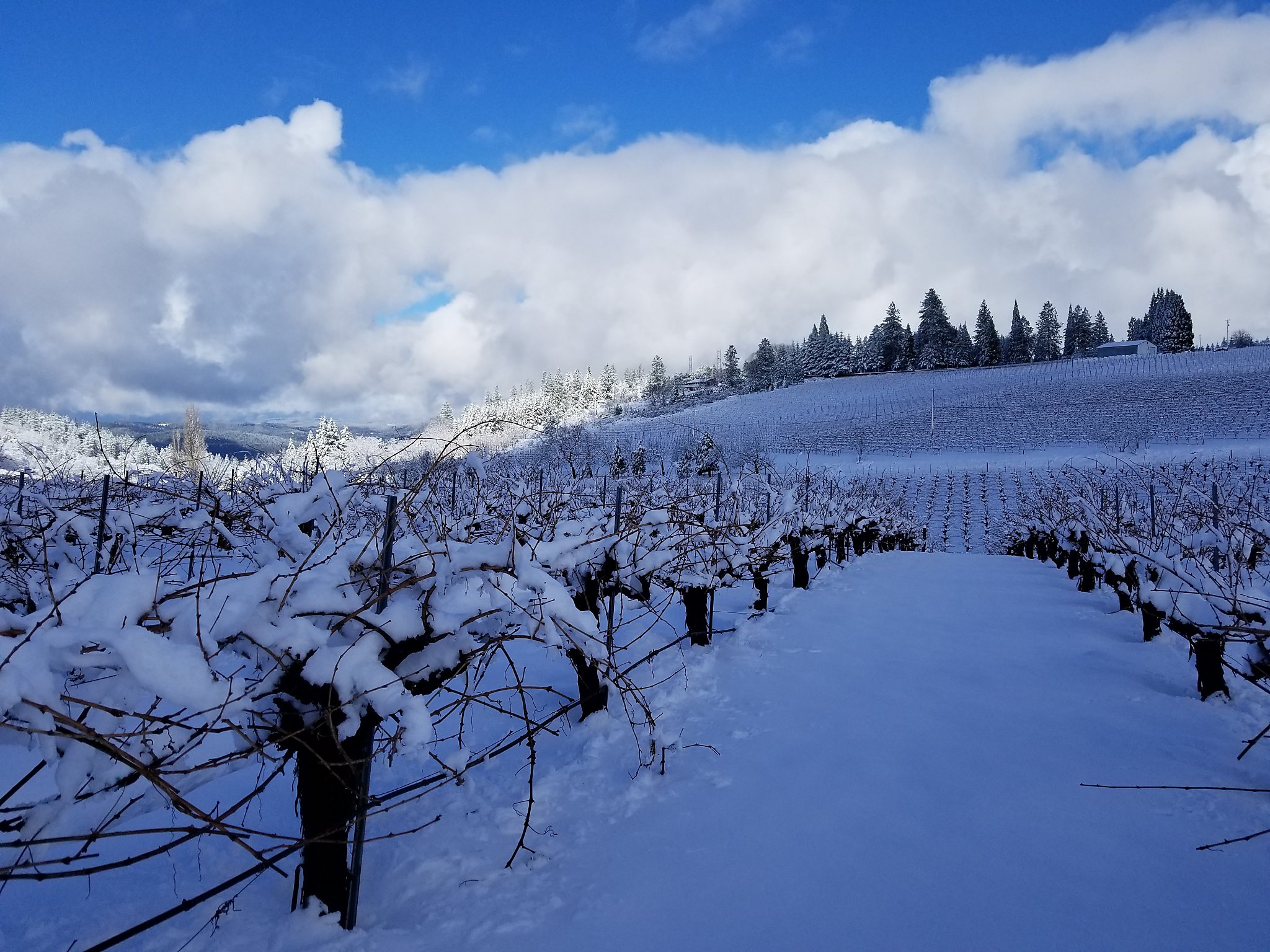 It’s snowing in California vineyards, and winemakers are loving it