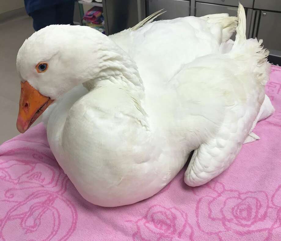 Rescued Bird S Mystery Ailment Turns Out To Be That It Ate A