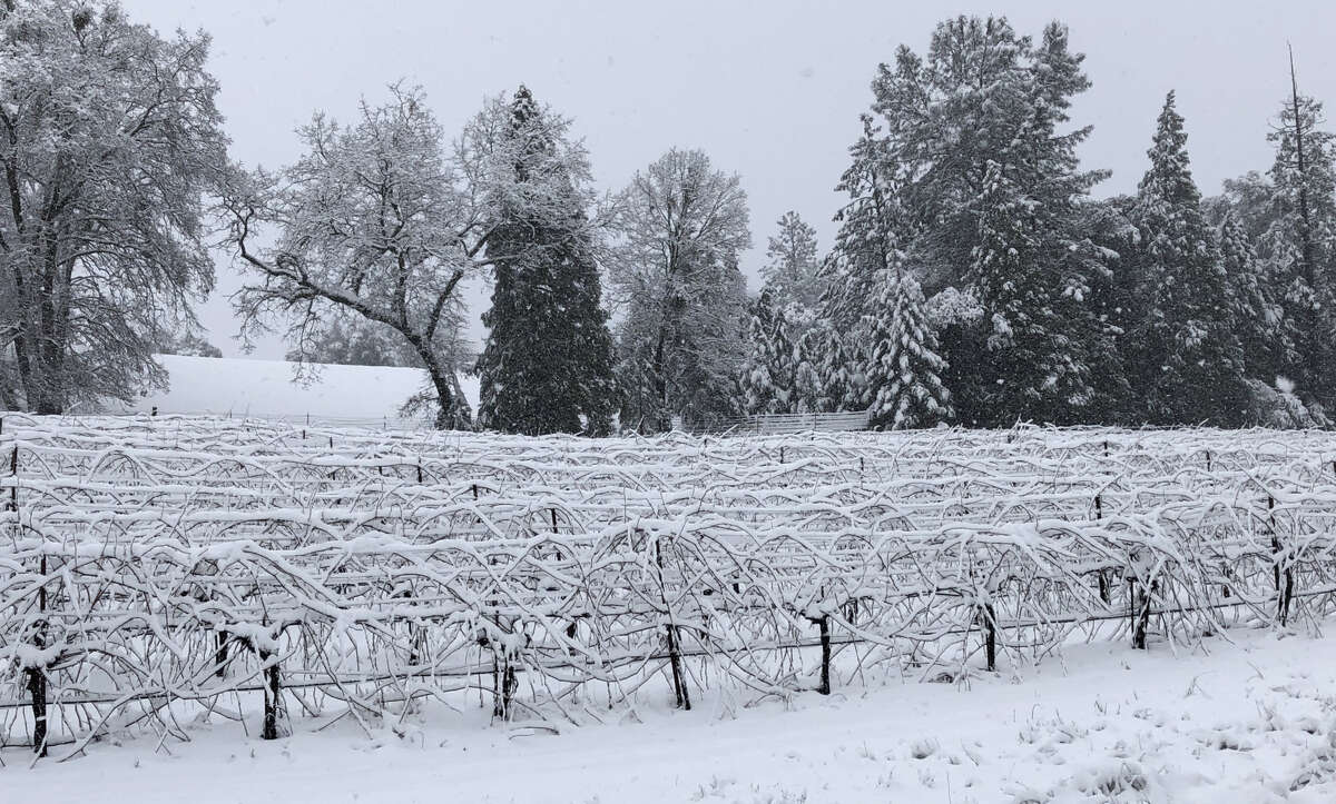 The snowy winter of 2019 as seen at Cedarville Vineyard in Fair Play (El Dorado County).