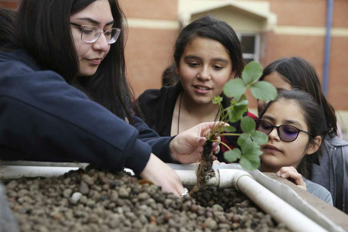 South San High School senior Alyssa Munoz (left) helps Price Elementary students Abigail Gonzales (right) and Ashley Vasquez place a plant into a aquaponic garden on March 6, 2019. Students at Price Elementary are learning the United Nations' 17 sustainable development goals. The campus-wide initiative expands on what was started by the student World Changers Club, led by counselor Ida Villavicencio. She's hoping to get corporate partners involved to support the school, and to spread it throughout the district.