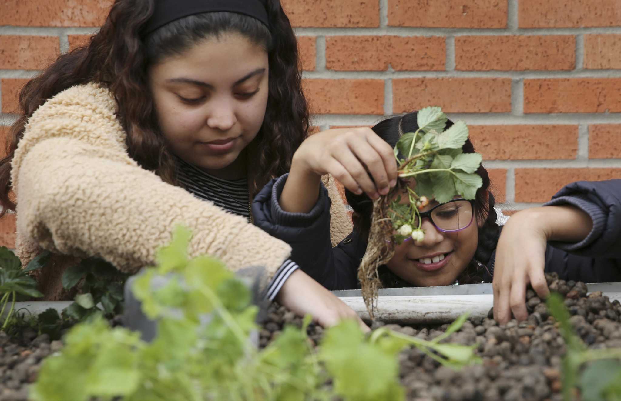 South San Antonio Elementary Students Growing Food With A Larger