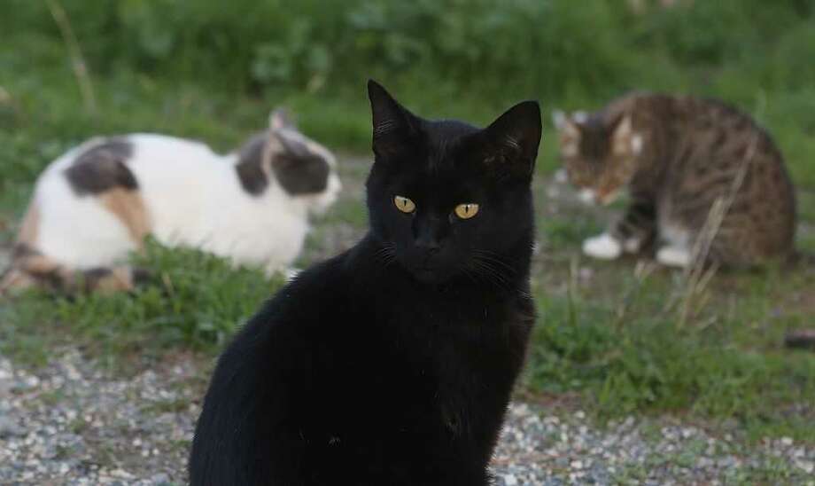 If Your Allergies Are Stopping You From Getting A Cat There S