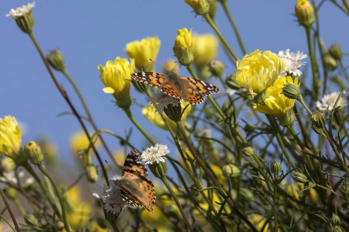 Painted lady butterflies pause to feed on the nectar of California's second 'super bloom' in two years during a rare mass migration triggered by recent abundant rainfall on March 9, 2019 near Thousand Palms.