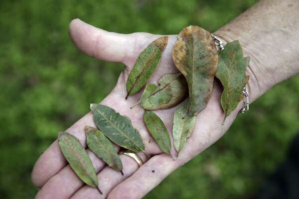 Oak Leaves Great For The Garden But Oak Wilt Is Scary Expressnews Com