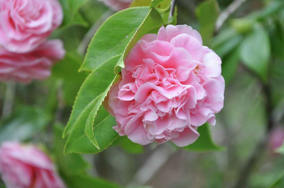 Camellias are early bloomers, adding color to the garden when little else is in flower.