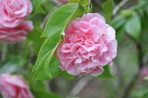 Camellias add cool-season color to the garden