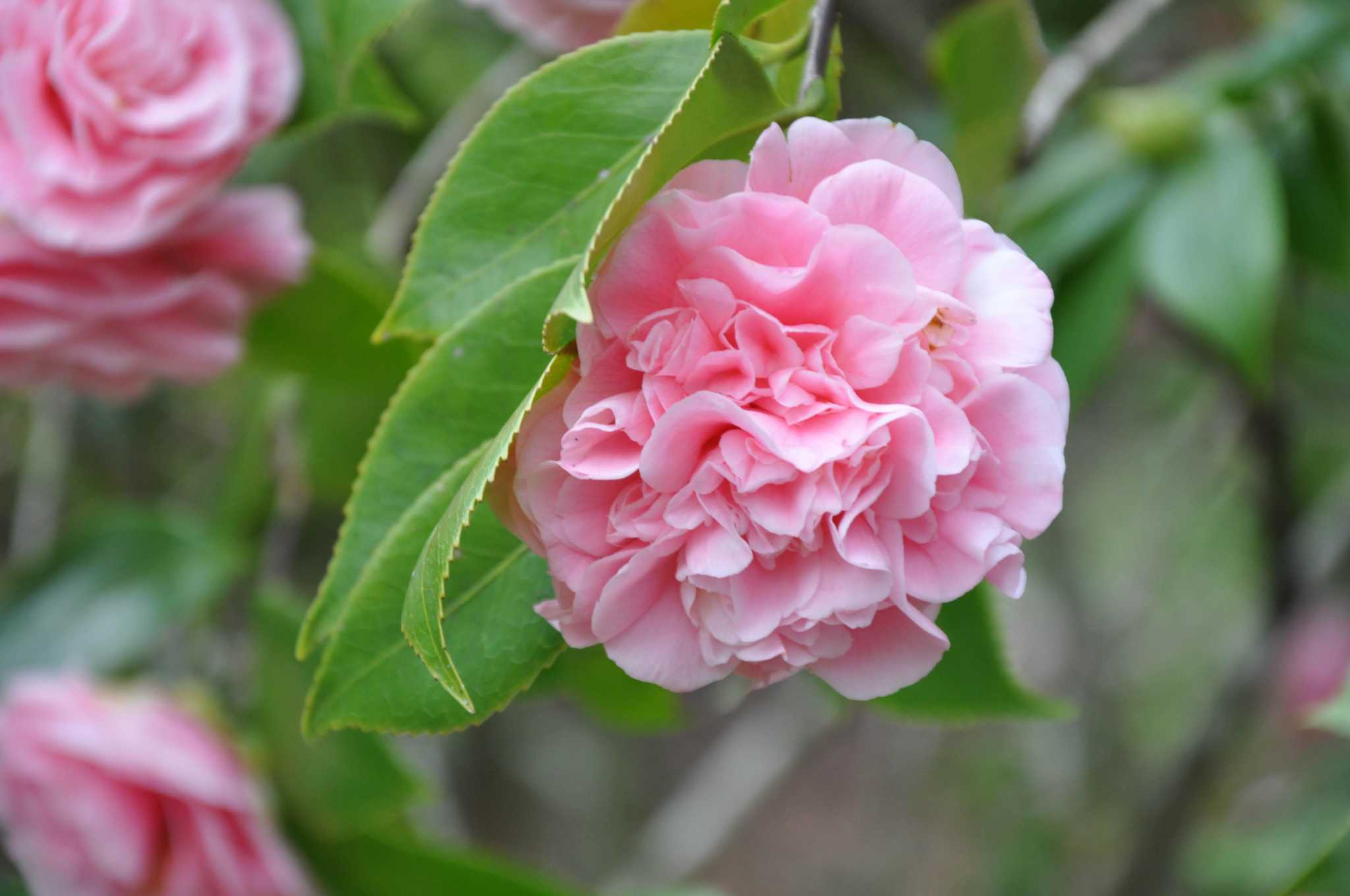 Camellias add coolseason color to the Houston garden