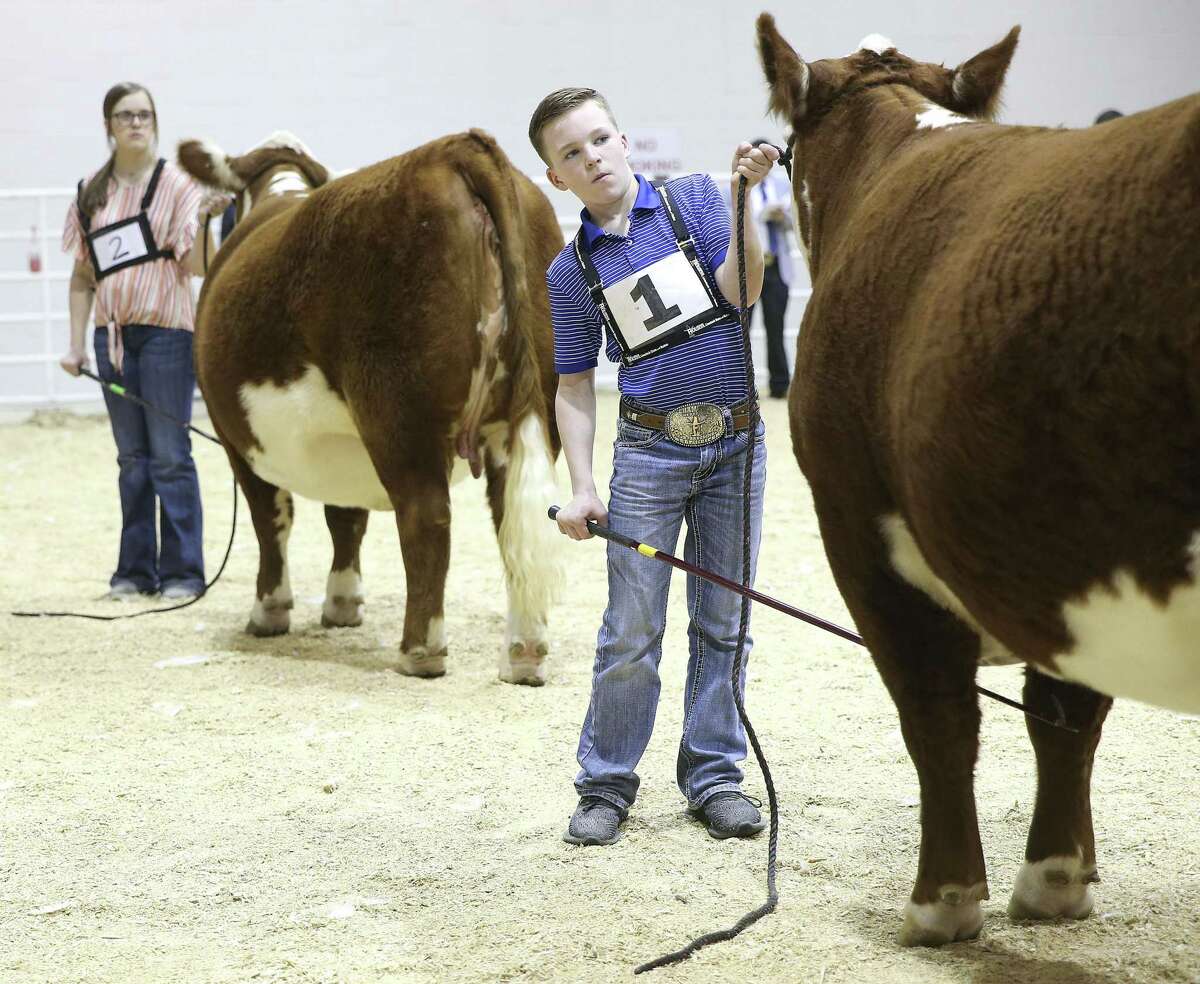 Youth display decisionmaking, reasoning skills in livestock judging